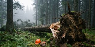 Accident mortal în Călimani: bărbat de 30 de ani ucis de un copac la locul de muncă Padure montana Muntii Calimani zona Dealul Negru accident de munca forestier