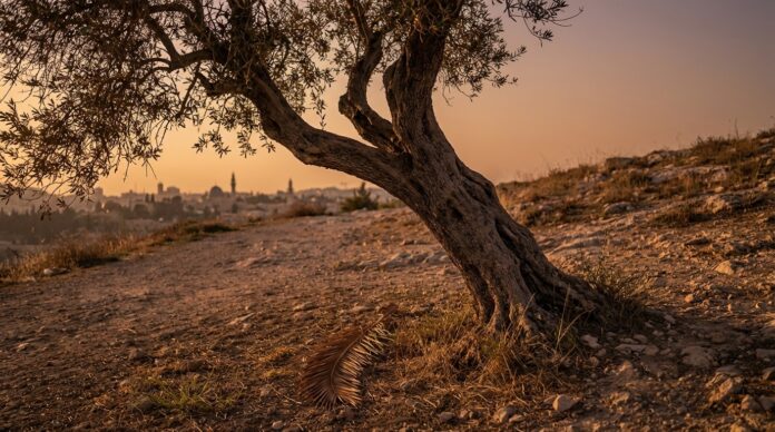 Cardinalul Pietro Parolin la Vatican declaratie oprire razboi Saptamana Mare parolin razboi