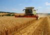 Doi bărbați, tată și fiu, au fost trimiși în judecată pentru o înșelăciune de aproape 900.000 de euro cu cereale din Ucraina