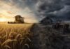 Paradoxul agriculturii românești: producția record de grâu vs. cele mai multe insolvențe din ultimii 30 de ani