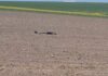 UPDATE VIDEO Alertă la granița cu Ucraina: Dronă descoperită pe un câmp în județul Suceava aparat de zbor drona descoperita teren agricol Suceava granita Ucraina
