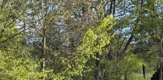 Atacuri de urs în Buzău: 220.000 lei despăgubiri în patru luni piatra neamt urs gospodarie jandarmi interventie semnale acustice