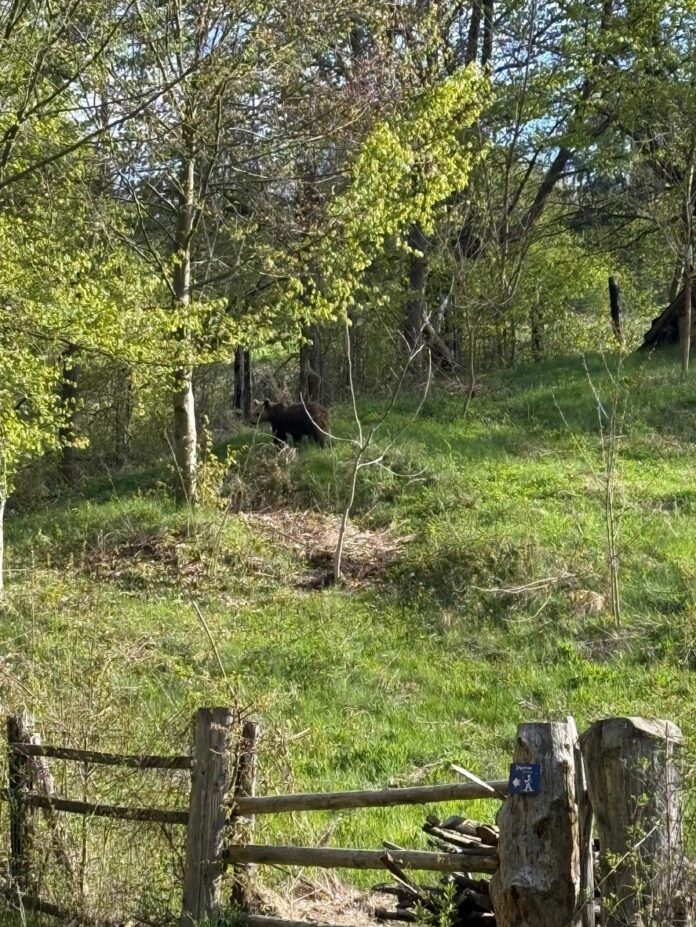 piatra neamt urs gospodarie jandarmi interventie semnale acustice