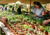 Zilele Horticulturii aduc 120 de expozanți la Agronomie zilele horticulturii bucurestene expozitie plante ornamentale usamv 2025